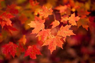 Close-up of maple leaves during autumn