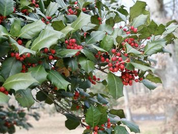 Red berries growing on tree