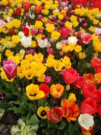 High angle view of multi colored tulips in bloom