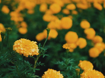 Close-up of yellow flowers blooming outdoors