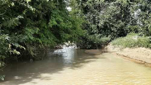 View of trees in forest