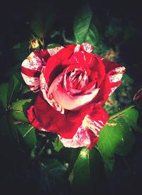 Close-up of red rose