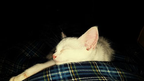 Close-up of cat sleeping against black background