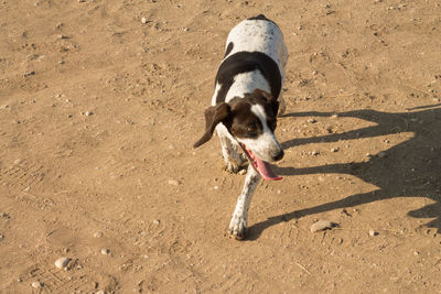 Dog on sand