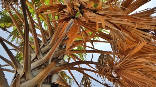 Directly below shot of palm trees against sky