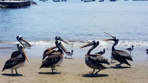 Flock of birds on beach