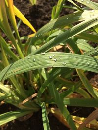 Close-up of wet grass on field