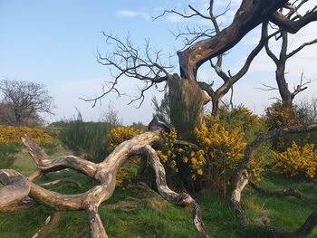 Bare tree on field against sky