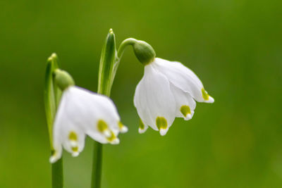 Close-up of white flowering plant