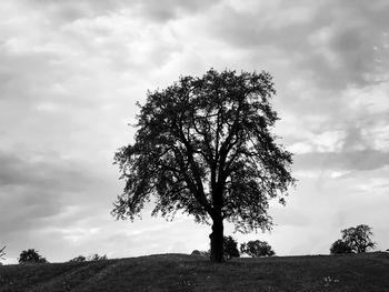 Low angle view of tree on field against sky