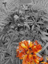 Close-up of poppy blooming outdoors