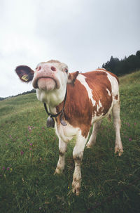 Cow standing on field against sky