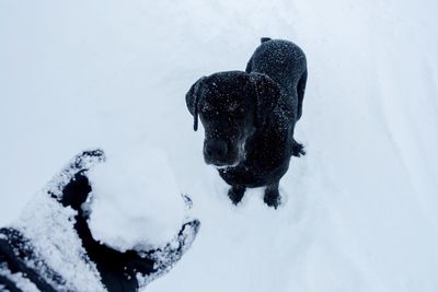 Horse in winter against sky