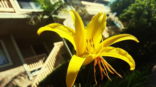 Close-up of yellow day lily