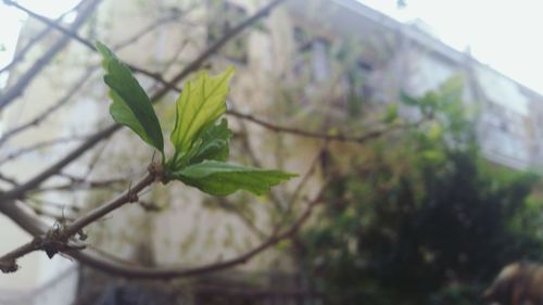 Close-up of plant