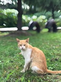 Close-up portrait of cat on field