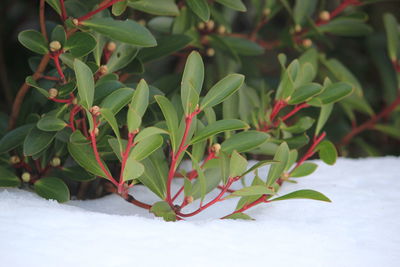 High angle view of plant on snow field