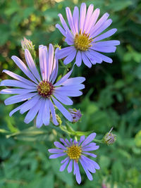 Close-up of purple flowering plant