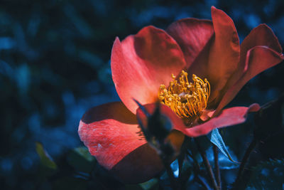 Close-up of red flower