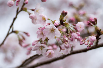 Close-up of cherry blossom