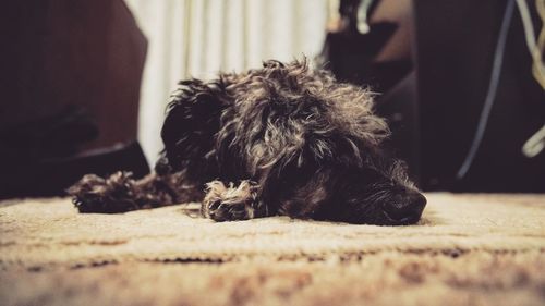 Close-up of dog relaxing at home