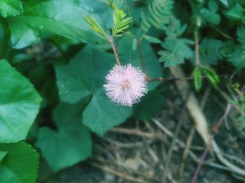 Close-up of purple flowering plant