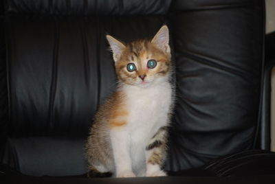 Portrait of kitten sitting on sofa