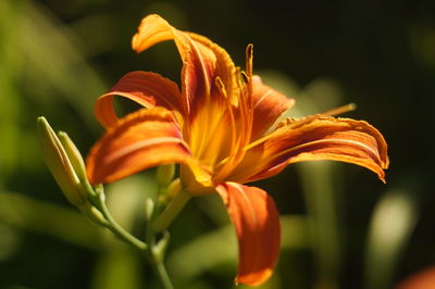 Close-up of orange day lily