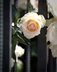 Close-up of white rose