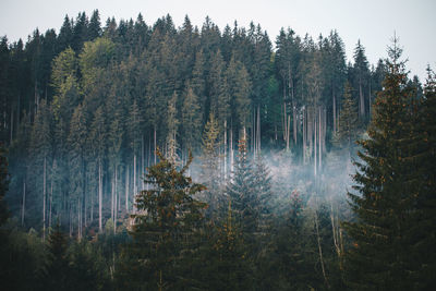 Pine trees in forest