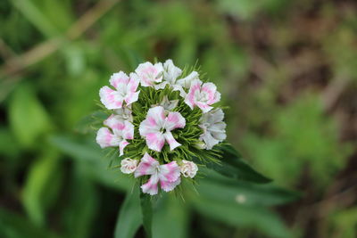 Close-up of flowers blooming outdoors