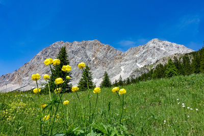 Yellow flowering plants on field against sky