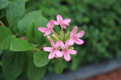 Close-up of pink flowering plant