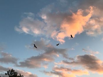 Low angle view of eagle flying against sky