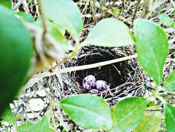 Close-up of butterfly on plant