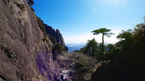 Panoramic view of trees on mountain against sky