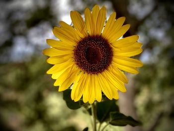 Close-up of yellow sunflower