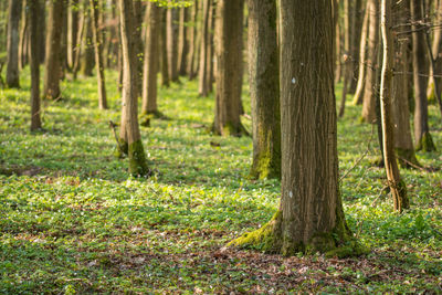 Trees in forest