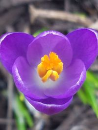 Close-up of flower against blurred background