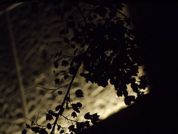 Plants growing at night