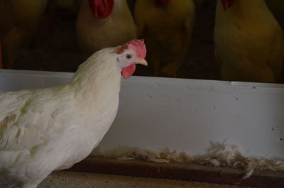 Close-up of a white laying hen 