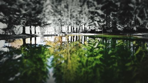 Scenic view of bridge over lake in forest