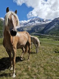 Horse standing on field against mountain range