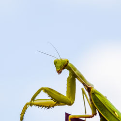 mantis