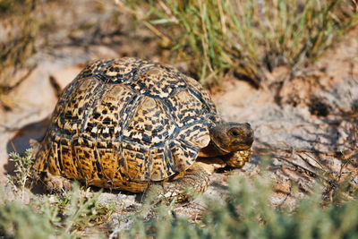 Close-up of lizard on land