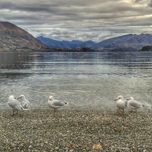 Seagull flying over lake against cloudy sky