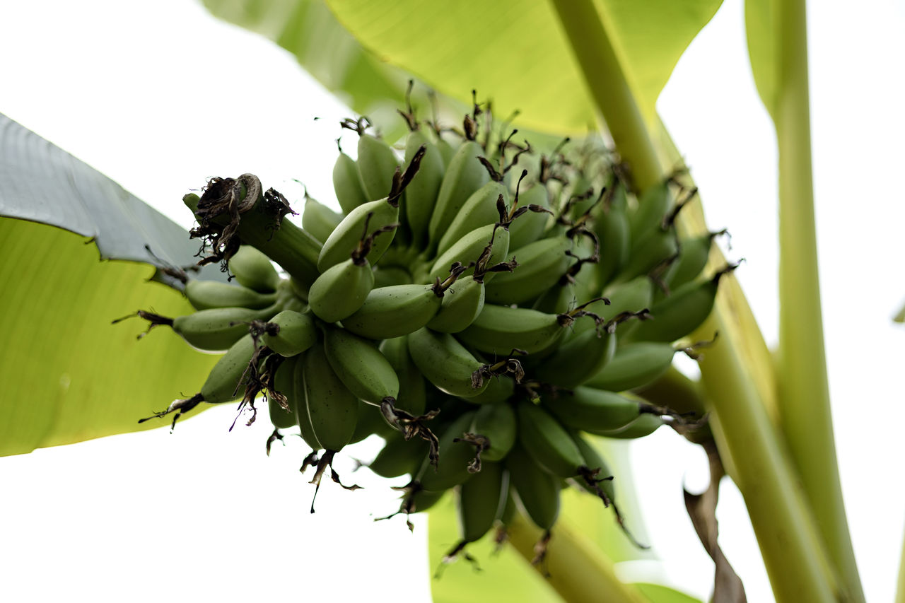 banana, cooking plantain, green, banana leaf, food, food and drink, fruit, healthy eating, plant, banana tree, leaf, nature, plant part, flower, tree, freshness, produce, bunch, growth, no people, branch, wellbeing, beauty in nature, agriculture, outdoors, tropical climate, tropical fruit, close-up