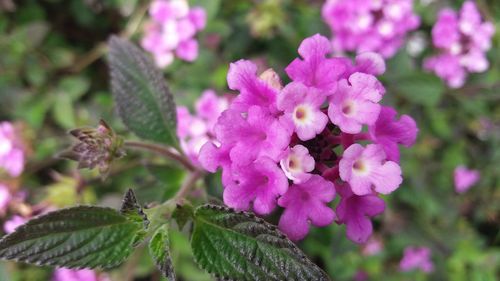 Close-up of bumblebee on plant
