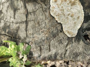 Close-up of lichen on tree trunk