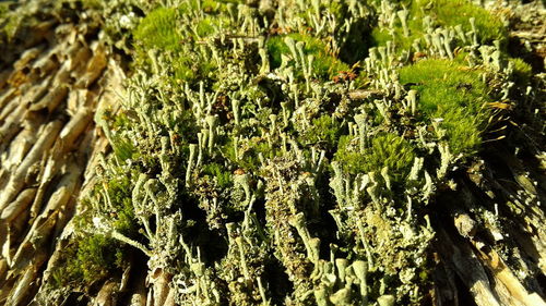 Full frame shot of tree trunk
